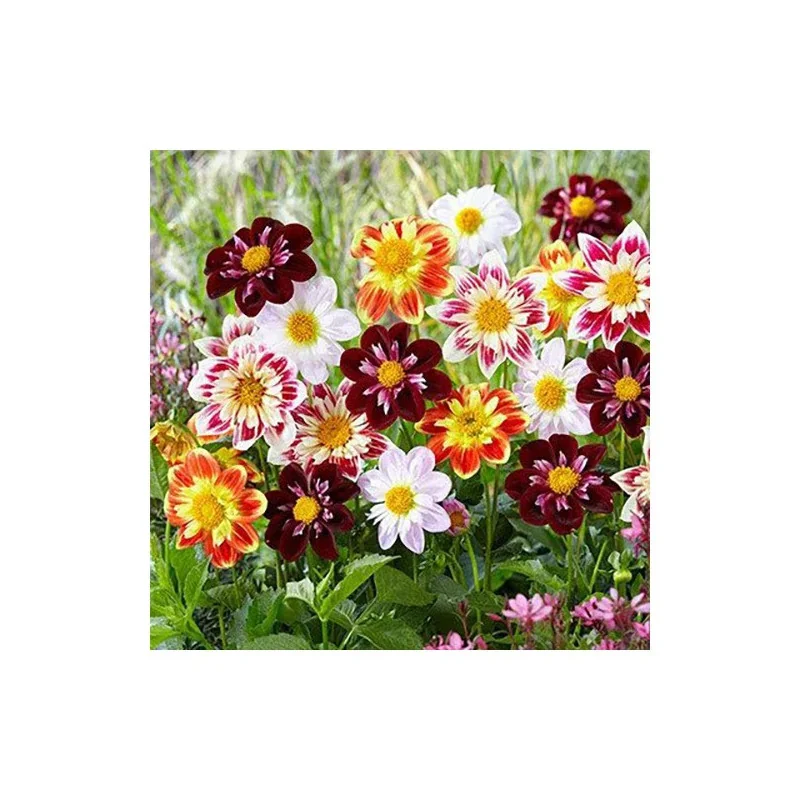 Seminte de flori Dalia - Collarette mix, Agrosem 0,4g