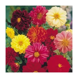Seminte de flori Dalia, Agrosem 0,5g