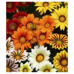 Seminte de flori Gazania, Agrosem 0,1g
