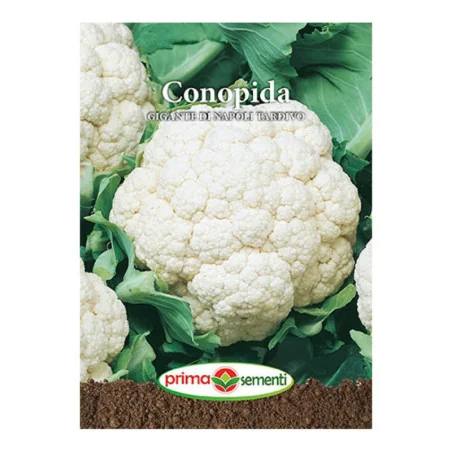 Seminte de conopida Gigante di Napoli Tardivo, Prima Sementi 1g