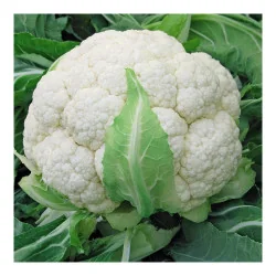 Seminte de conopida Gigante di Napoli Tardivo, Prima Sementi 1g