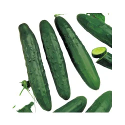 Seminte de castraveti Marketmore, Holland Farming 10g