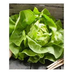 Seminte de salata de capatana 26150 Hilde, Holland Farming 10g