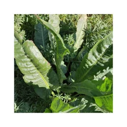 Seminte de stevia, Agrosem 0.3g