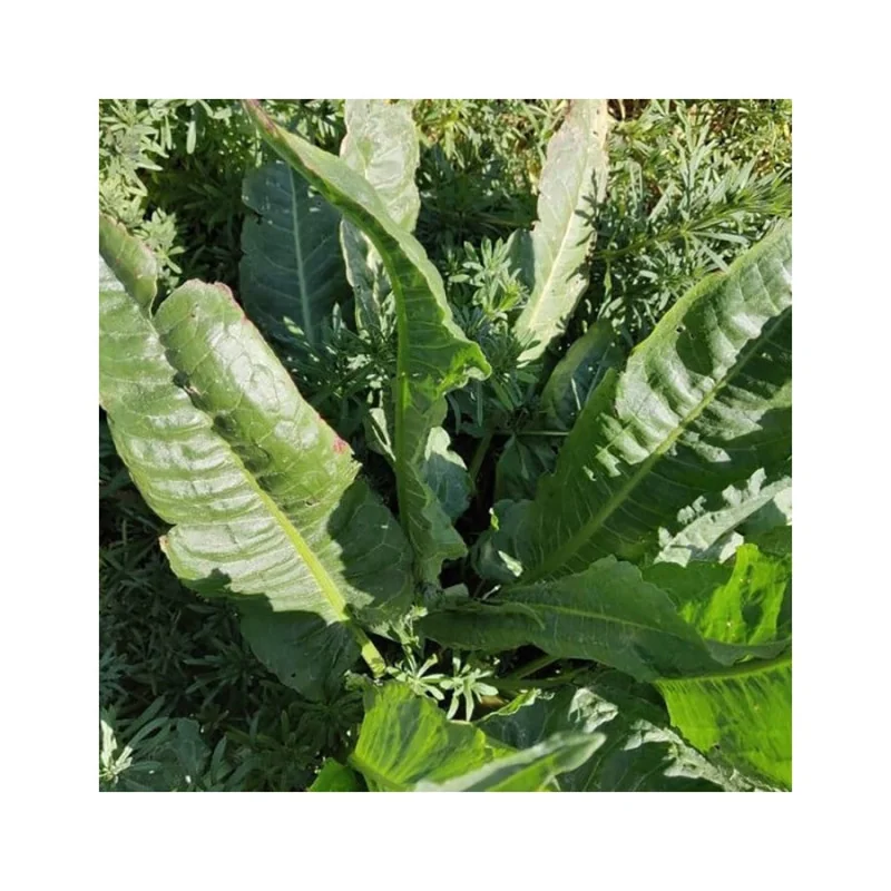 Seminte de stevia, Agrosem 0.3g