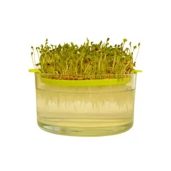 Germintaor din sticla cu sita, Kertimag