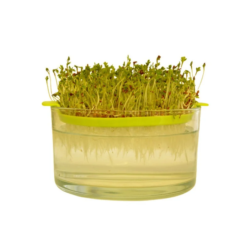 Germinator din sticla cu sita, Kertimag