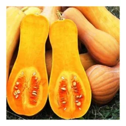Seminte de dovleac placintar Waltham Butternut, Prima Sementi 2.5g