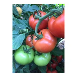 Seminte de tomate Moldoveanu F1, Hektar 50sem.