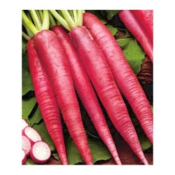 Seminte de ridichi de vara - Osterguss Rosa, Agrosem 4g