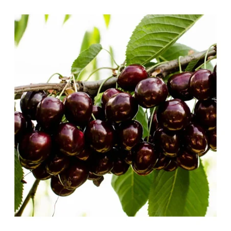 Pomi fructiferi - Cires Kordia