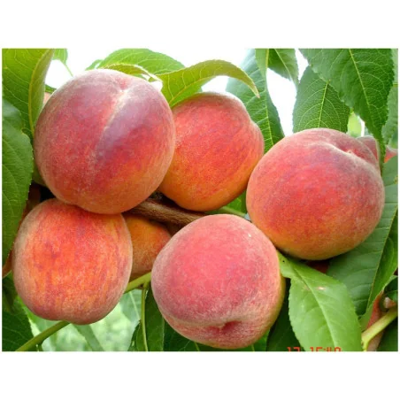 Pomi fructiferi piersic Redhaven - Plantmaster - Maestrul Culturii Tale