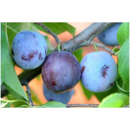 Pomi fructiferi - Prun Anna Spath
