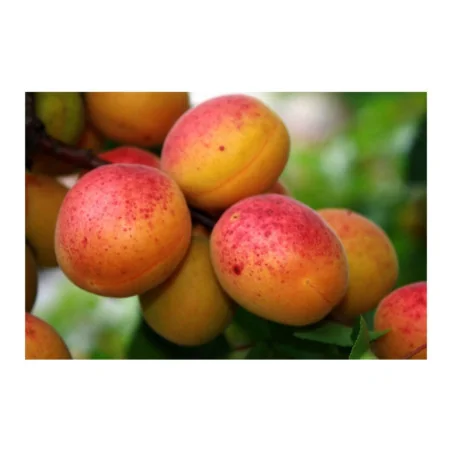 Pomi fructiferi - Abricotier Sulmona
