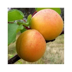 Pomi fructiferi - Abricotier Sulmona