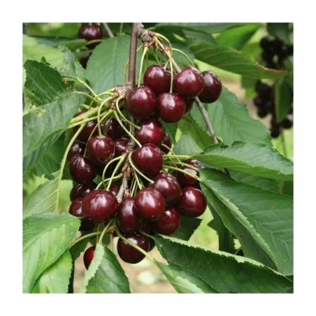 Pomi fructiferi - Ciresti Germesdorf