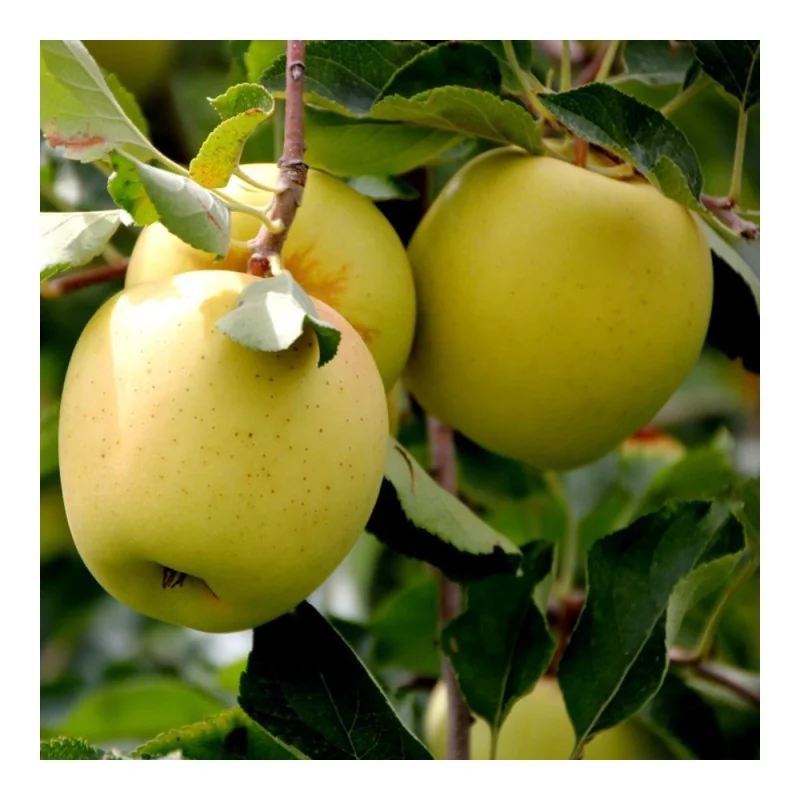 Pomi fructiferi - Mar Golden