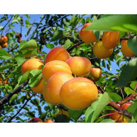 Pomi fructiferi - Cais NJA19