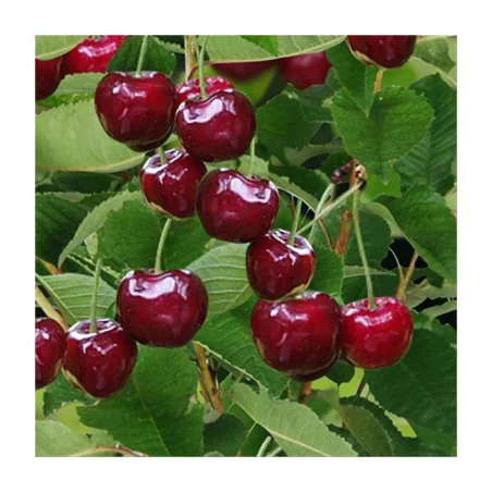 Pomi fructiferi - cires Bigarreau Burlat
