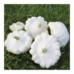 Seminte de dovlecel Parison - Custard White 2g