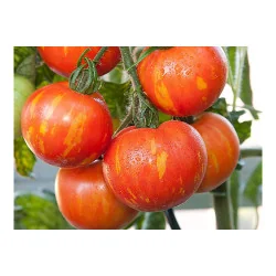Seminte de tomate Tigerella, Agrosem 0,4g