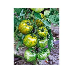 Seminte de tomate verzi - Smarald, Agrosem 0.3g