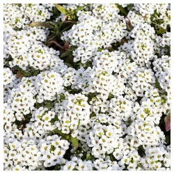 Seminte de flori - Alyssum alb, Agrosem 0.5g