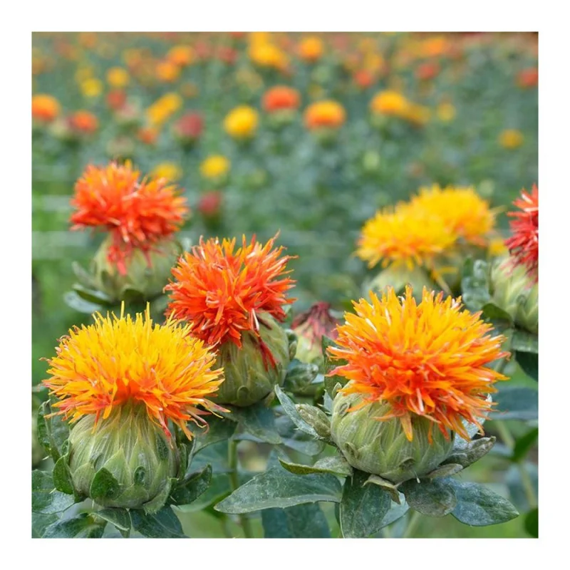 Seminte de flori Sofranas, Agrosem 1.5g