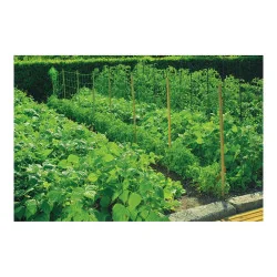 Plasa pentru sustinerea plantelor cataratoare 1.7 x 20m, Nortene