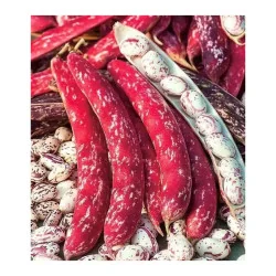 Seminte de fasole boabe - Borlotto Lamon, Agrosem 10g