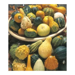 Seminte de dovlecel ornamental, Agrosem 1,5g