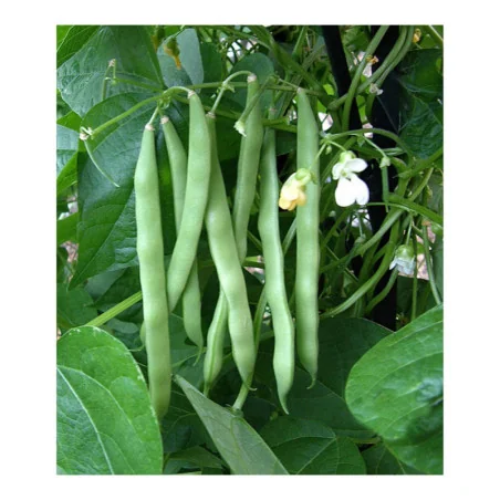 Seminte de fasole urcatoare Violetto, Prima Sementi 70g