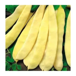 Seminte de fasole lata oloaga Plador, Prima Sementi 70g