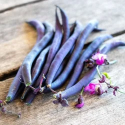 Seminte de fasole oloaga Violetto, Prima Sementi 100g