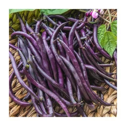 Seminte de fasole oloaga Violetto, Prima Sementi 100g