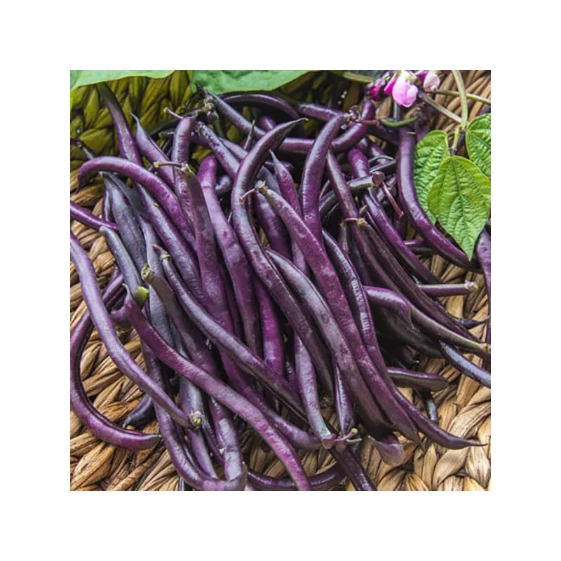 Seminte de fasole oloaga Violetto, Prima Sementi 100g