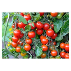 Seminte de tomante 'Cherry', Sem-Luca 0.25g