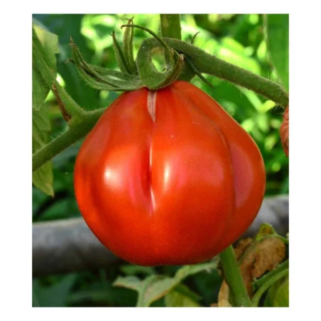 Seminte de tomate tip para, Sem-Luca 0.25g