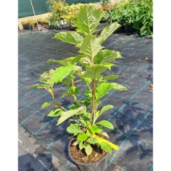 Hydrangea quercifolia - Hortensia cu frunze de stejar