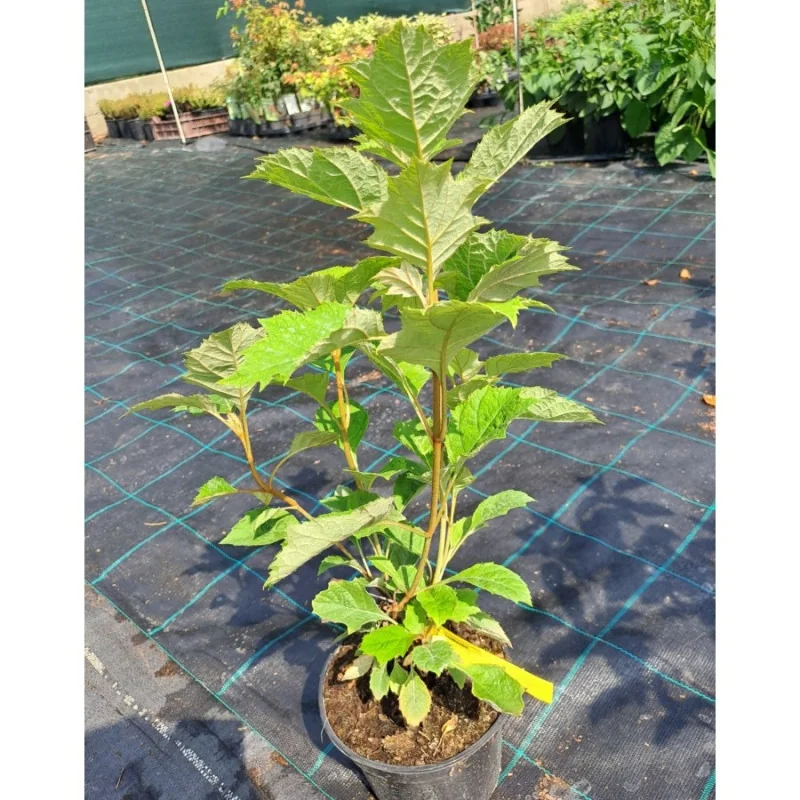 Hydrangea quercifolia - Hortensia cu frunze de stejar