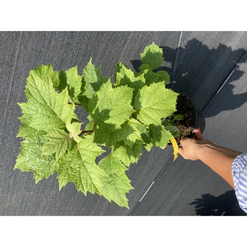 Hydrangea quercifolia - Hortensia cu frunze de stejar
