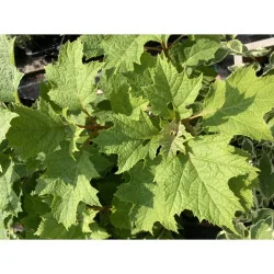 Hydrangea quercifolia - Hortensia cu frunze de stejar