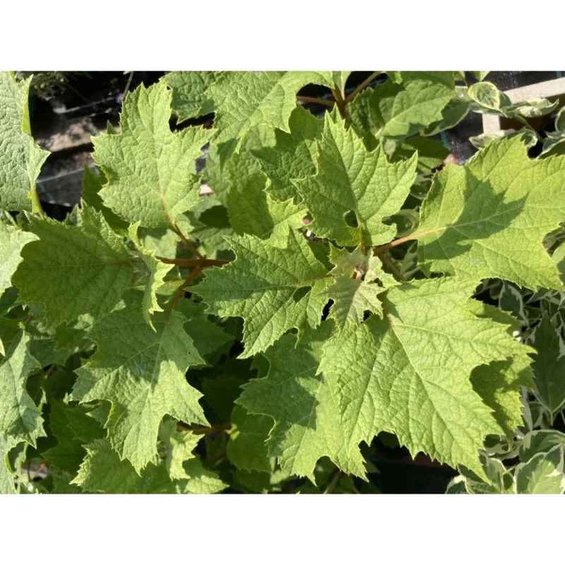 Hydrangea quercifolia - Hortensia cu frunze de stejar