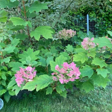 Hydrangea quercifolia - Hortensia cu frunze de stejar