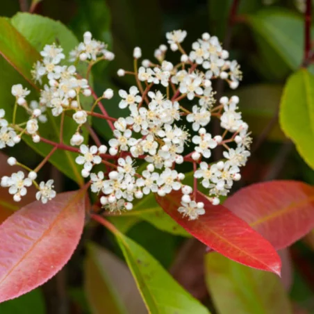 Photinia x fraserii Red robin S - Photinia