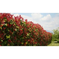 Photinia x fraserii Red robin S - Photinia
