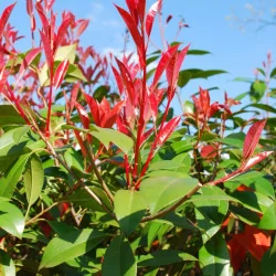Photinia x fraserii Red robin S - Photinia