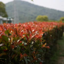 Photinia x fraserii Red robin S - Photinia