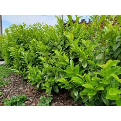 Prunus laurocerasus Novita - Laur englezesc mare 200cm