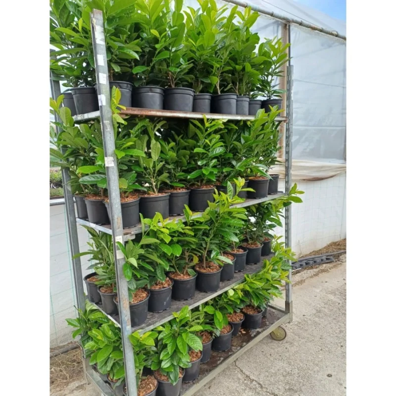 Prunus laurocerasus Novita - Laur englezesc mare 200cm